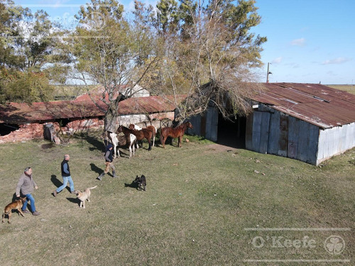 Imagen 3 de 27 de Campo De 600 Has En Venta En Gualeguaychu - Muy Buen Campo Ganadero De 0,7 Ev/ha Con Casco