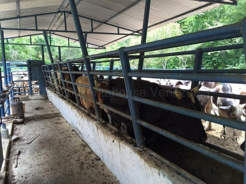 Imagen 7 de 30 de &&& Finca En Venta Aroa Yaracuy Rah 23-4755 // Invierta Seguro Con Rentahouse//