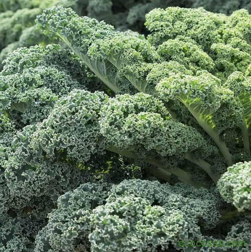 Imagen 2 de 4 de Semillas Kale Rizado Verde X Sobre A Toda Huerta