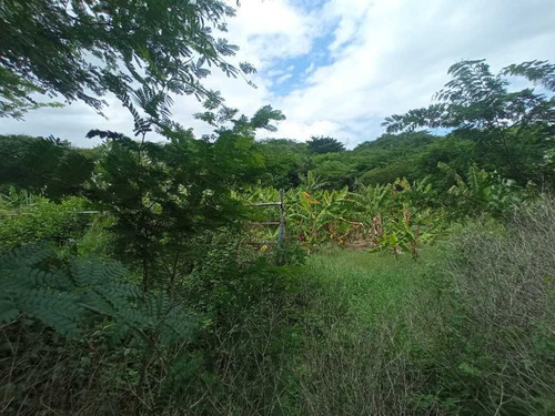 Imagen 3 de 30 de Granja Porcina O Unidad De Producción La Victoria, Aragua.