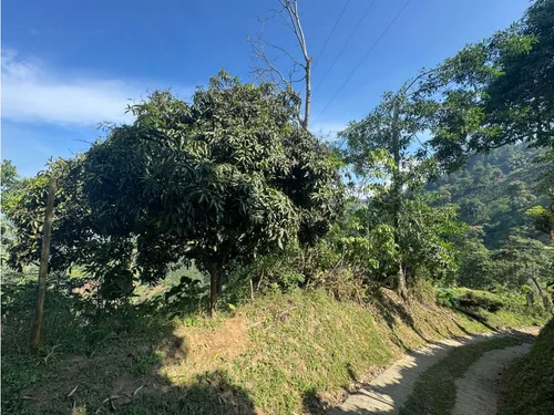 Lote En Venta En Vereda La Aurora Manizales | Venta Terreno