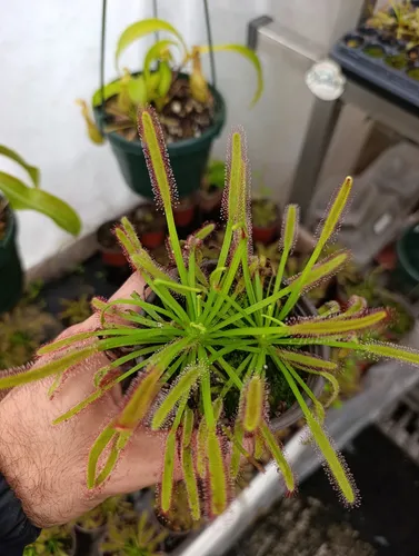 Planta Carnivora Droseras X2