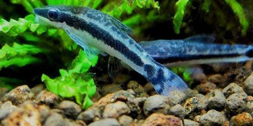 Pct. C/10 Peixes Otocinclus Limpa Vidro, Pitbull Entregas Rj