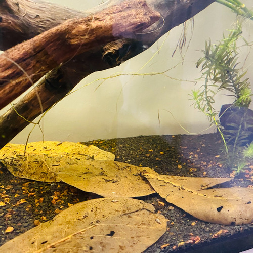 75 Folhas De Castanheira Para Esconderijo De Alevinos Peixes