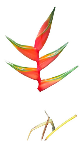 3 Mudas De Heliconia Stricta