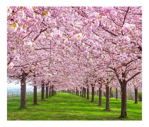 Papel De Parede Japonês Jardim Sakura Árvore Adesivo 426 Cor Colorido