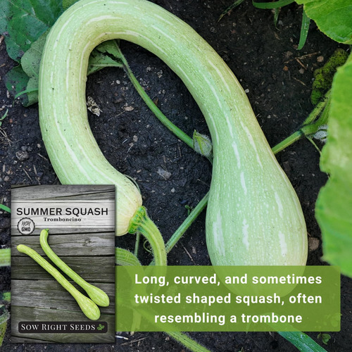 Sow Right Seeds - Semillas De Calabaza Tromboncino, 5g