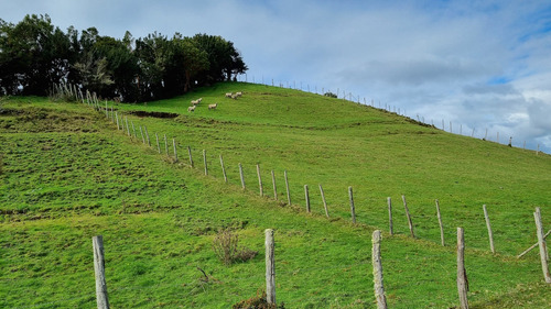 Vende Hermoso Predio De 7,38 Hás En Isla Tranqui, Chiloé!