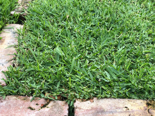 Bermuda Grass 25 Kg ( Grama - Gramilla ) Semillas De Cesped