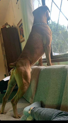 Imagen 2 de 3 de Boxer Macho Puro Para Monta
