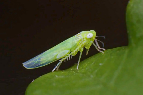 Insecticida Metomilo Como Lannate Kuik Rotam 100 Gr