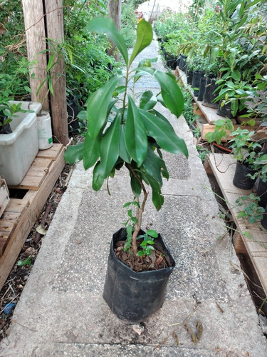 Arbol Nativo Laurel Negro