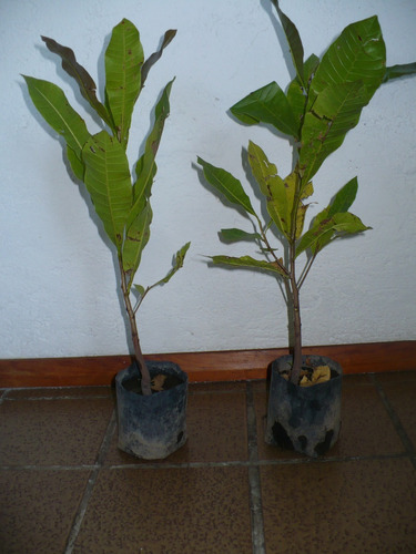Árboles Frutales: Anacardo, Castaño De Cajou, Marañon, 