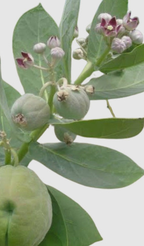 25 Semillas Frescas Calotropis Procera Manzana De Sodoma (Usado)