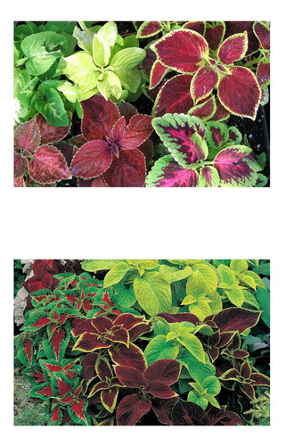 Imagem 1 de 6 de Coleus Arco Iris Coração Magoado 50 Sementes