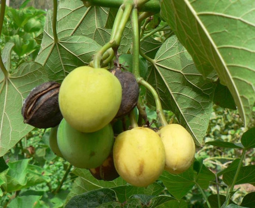 100 Semillas De Jatrofa Piñon De Tempate Jatropha Curcas 