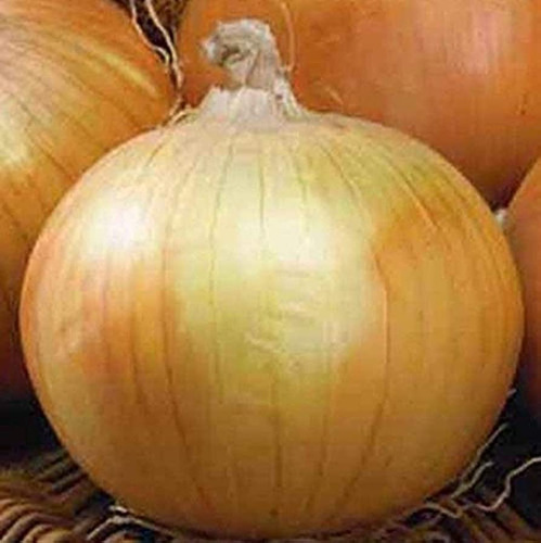 Oferta! 30 Semillas Cebolla Valenciana