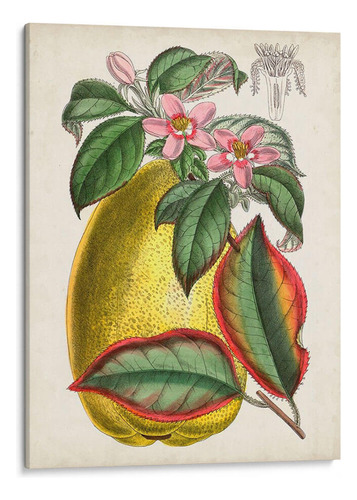 Canvas Lab Cuadro Tropicales Delicados V 45x60, Curtis