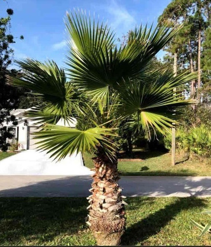 Palmeras Washingtonia Robusta, Muy Lindas