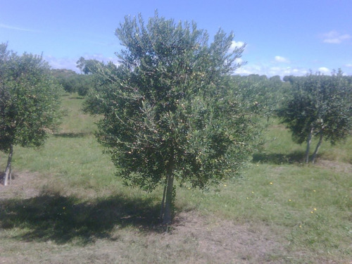 Quinta En Venta De 4 Dormitorios En Pan De Azúcar