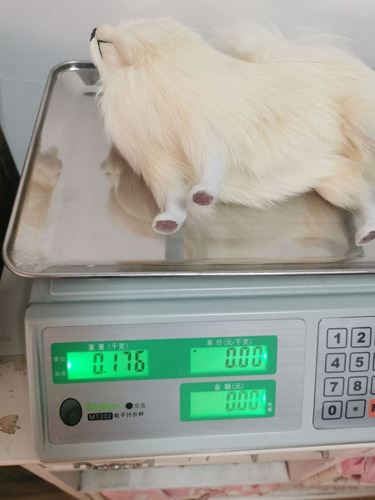 Simulação De Animais Empalhados Simulação De Modelo Animal
