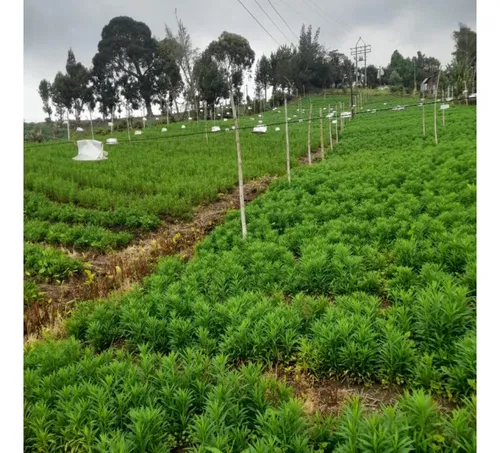Finca En Vender En La Unión