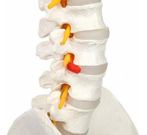 Axis Scientific - Columna Vertebral Flexible De Tamaño Natu