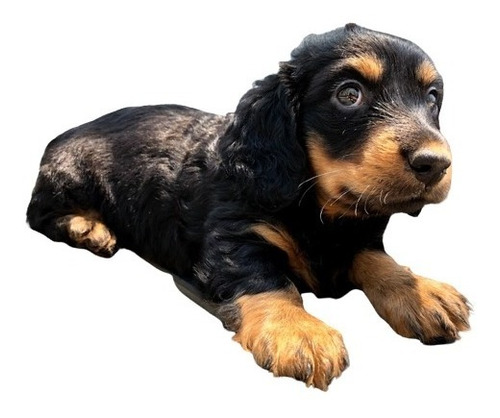 Adorable Cachorro Dachshund Mini Pelo Largo Golondrino 