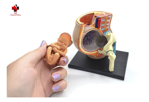 Modelo Do Corpo Humano - Pelvis Com Gravidez - 4d Master