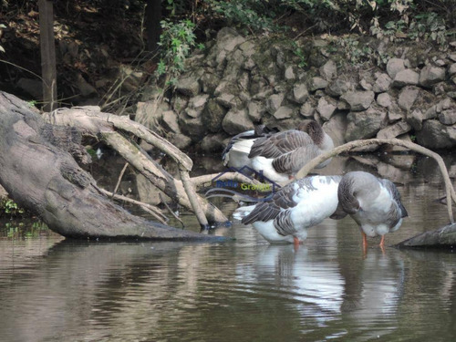 Imagem 5 de 29 de Granja Viana - São Paulo Ii - Te0152