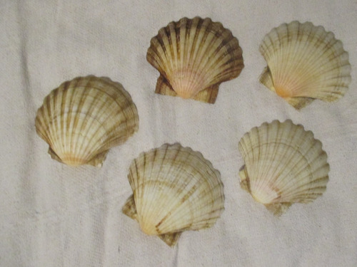 Ostras De Mar Adorno Coquilla Conchas Real Copetín X Unidad (Usado)