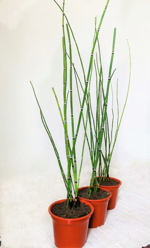 Equisetum Con Macetero, 8 A 9 Varas. Alto 75 A 80 Cm.