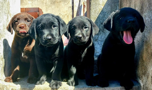 Cachorro Labrador Retriever