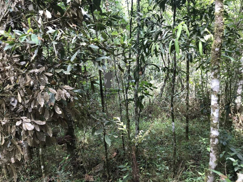 Chácara A Venda No Bairro Centro Em Bocaiúva Do Sul - Pr. - 486-1