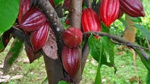 Semilla Botanica Y Vegetativa De  Cacao