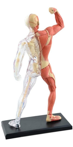 4d Cuerpo Humano Modelo Anatomico Musculo Esqueleto 26058