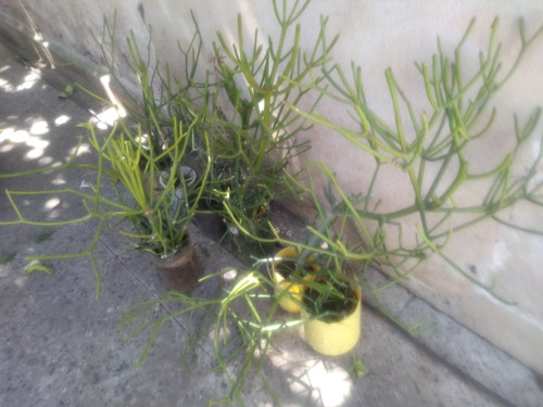 Euphorbia Tirucalli 5 Plantas $19000 Y C/u $5000