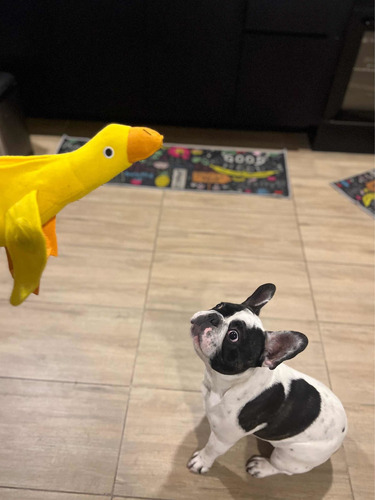 Juguete Pato Peluche Dispensa Comida Y Premio Mascota Perros