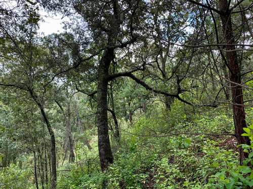 8 Hectáreas De Bosque, Cerca Del Nevado De Colima