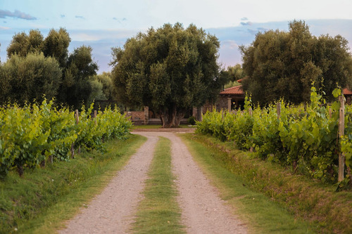 Lot E27 Algodón Wine Estates