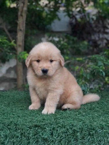 Cachorros Golden Retriever