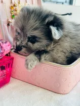 Comprar Pomerania Blue Merle Macho Exotico Cachorro Pomerania Blue Merle