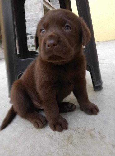 Imagen 3 de 9 de Cachorros Labrador