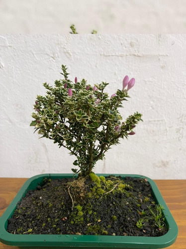 1 Planta Árvore Bonsai Serissa Variegata Flor Rosa Chinesa | Parcelamento  sem juros