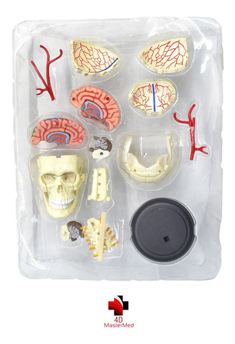 Anatomia Do Crânio E Nervos Cranianos Humano - 4d Master