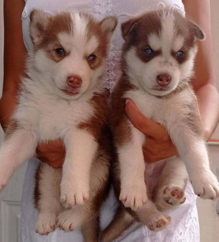 Cachorros Husky Siberiano