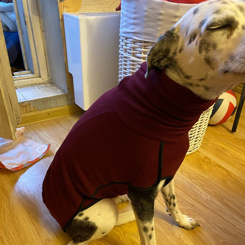 Chaqueta Pitbull Para Perro, Cuello Alto, Sudadera Con Capuc