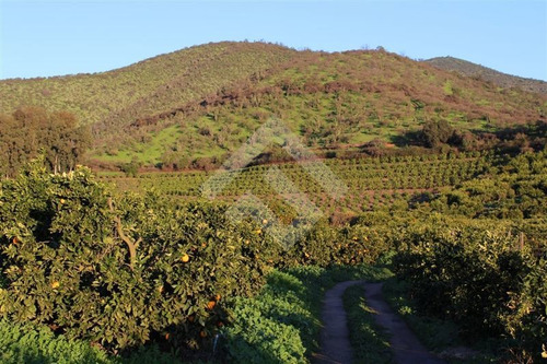 Imagen 3 de 16 de Venta, Parcela Agrícola, Mallarauco, Melipilla