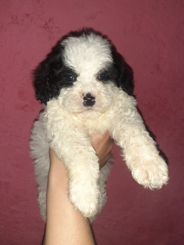 Imagen 5 de 6 de Caniche Hembra Panda