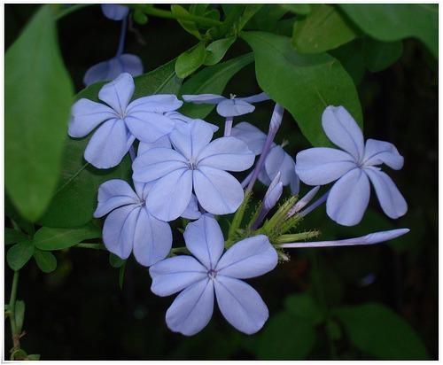 Jazmin Del Cielo, Celestina, Jazmín Azul, Plumbago Azul!